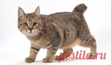 Кошки породы Пиксибоб - Данная порода пиксибоб получилась от дикого кота с коротким хвостом и обычной домашней кошечки. Это молодая порода, которая похожа на североамериканскую рысь.