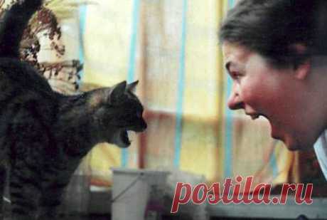 Как отучить кота метить территорию - Психология и поведение - Всё о кошках на mau.ru
