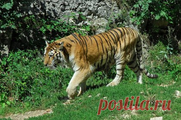 Россиянка больше суток истекала кровью в тайге после нападения амурского тигра