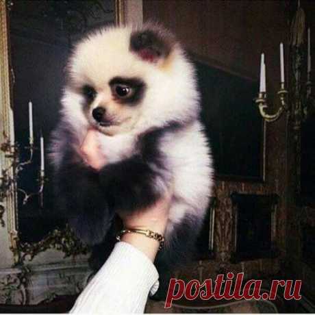 Pomeranian dog looks like a panda