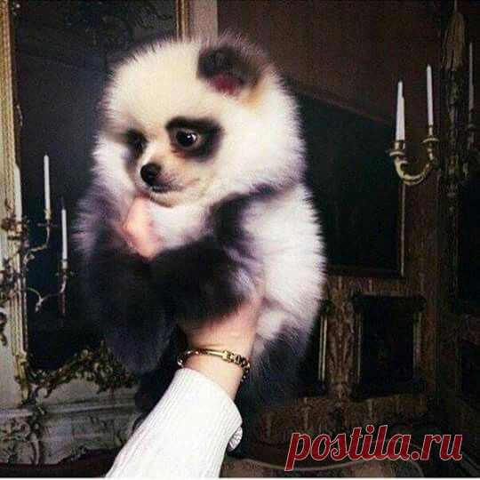 Pomeranian dog looks like a panda