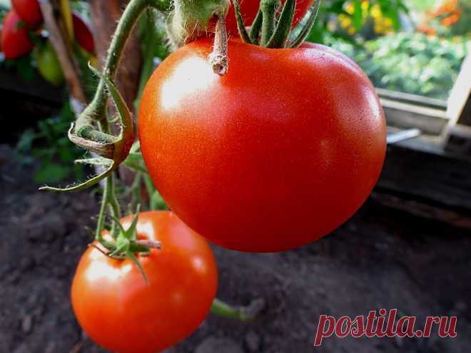 Какаду помидоры описание Огород без хлопот - информационный сайт для дачников, садоводов и огородников.