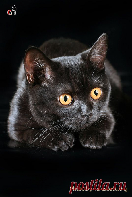 Чёрный кот из раздела животные.