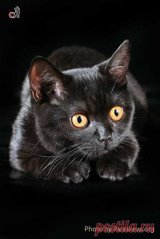 Фотография Чёрный кот из раздела животные. Photosight.ru