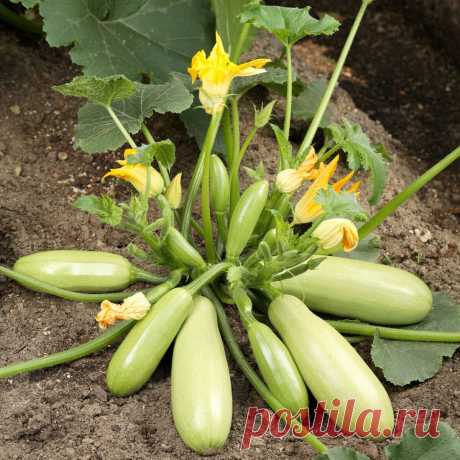 Устанете собирать урожай: 8 плодовитых кабачков от агрофирмы Аэлита | 7 дач | Дзен
