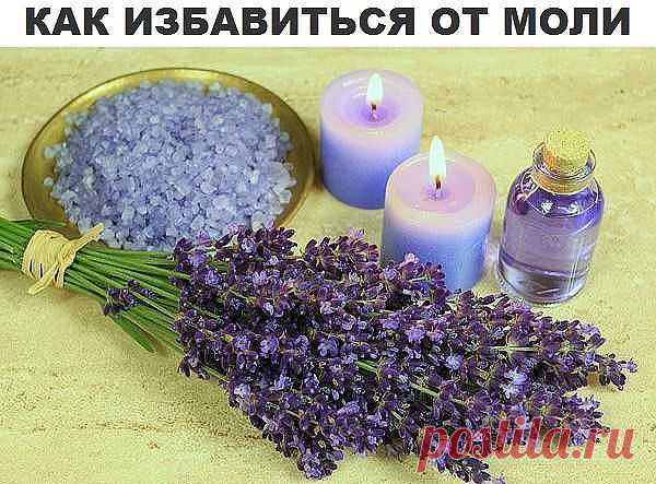 от моли