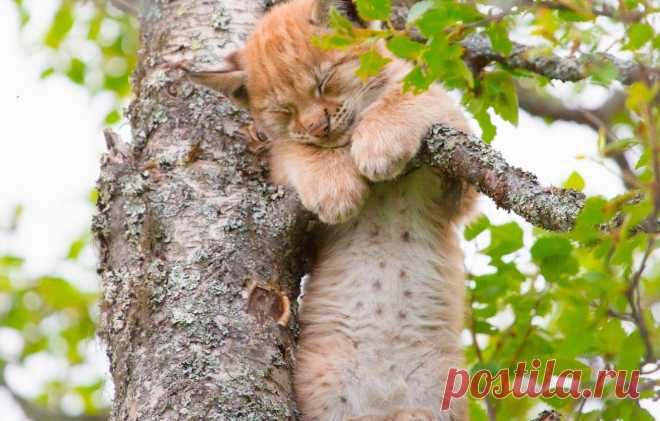 Обои дерево, сон, малыш, детёныш, котёнок, рысь, на дереве, спящий, рысёнок, спящий рысёнок картинки на рабочий стол, раздел кошки - скачать