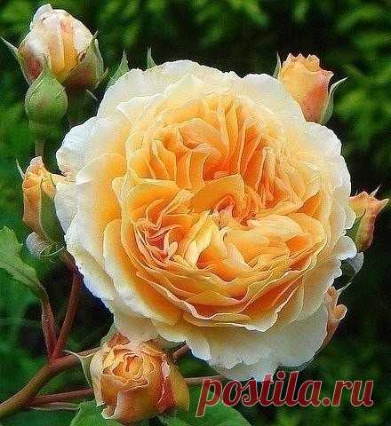 8 секретов выращивания роз.