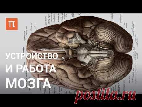 Устройство и работа мозга — курс Вячеслава Дубынина на ПостНауке