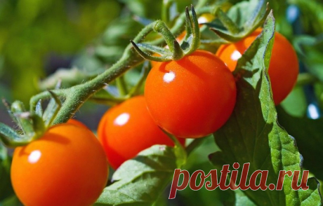 Маленькие секреты выращивания вкусных помидоров