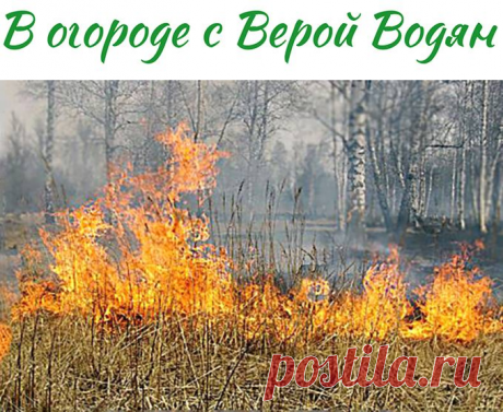 Весенний пал: бессмысленная и дорогая беспечность - В огороде с Верой Водян