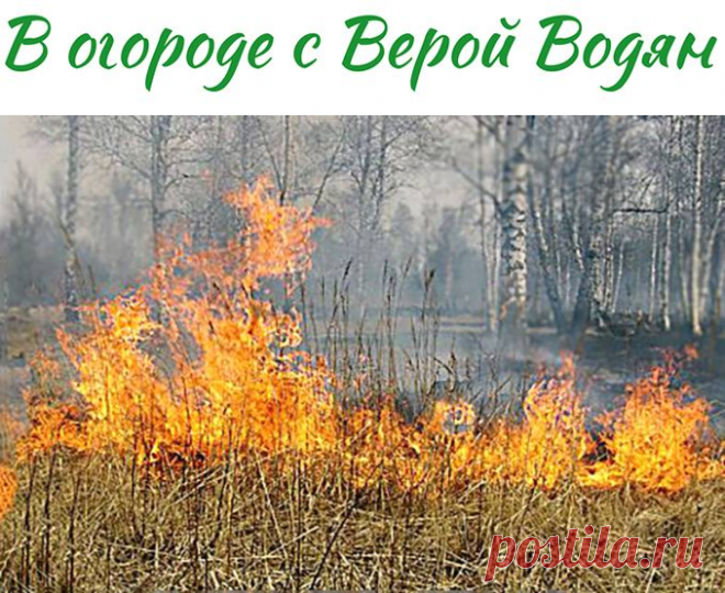Весенний пал: бессмысленная и дорогая беспечность - В огороде с Верой Водян