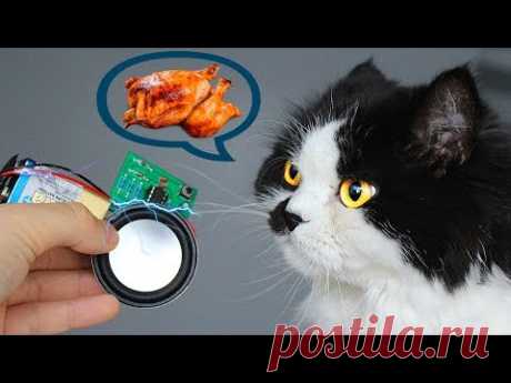 Как сделать электронную сигнализацию/ звонок для кошки
