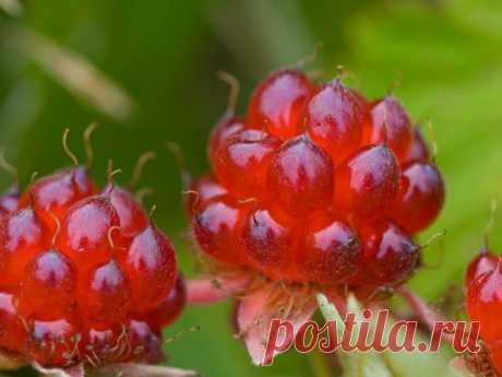 Княженика — царская ягода | Дачный участок