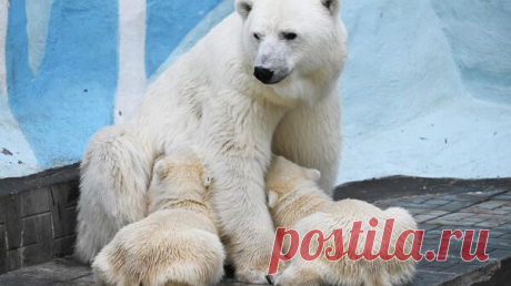 В якутском зоопарке у белых медведей родилась двойня