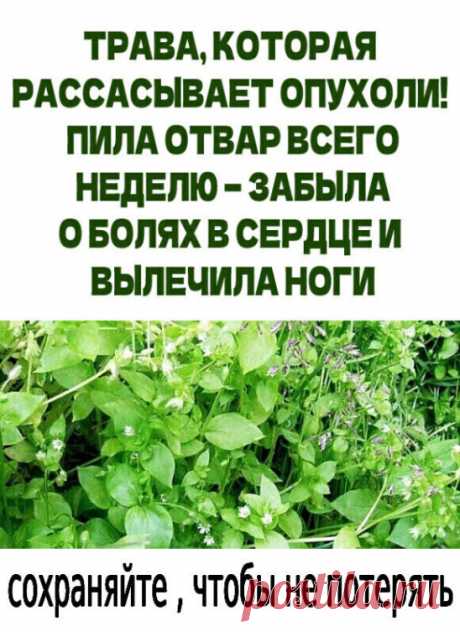 Начала я ее как чай заваривать и пить, да в салаты добавлять…
 Уж с мокрицей-то каждый огородник знаком. И как только мы ее не уничтожаем!
Как только не ругаем! Кажется, все уже выпололи, убрали, грядки стоят
чистые, только кое-где останутся хилые ее хвостики...ПОКАЗАТЬ ПОЛНОСТЬЮ