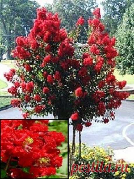 35+ Red Crape Myrtle Tree / Drought Tolerant Shrub / Perennial Flower Seeds 35+ SEEDS. CRAPE MYRTLE IS EASY TO GROW. PERENNIAL ZONES 6-9. CAN BE GROWN AS A SHRUB OR A TREE, YOU CAN CONTROL HEIGHT BY PRUNING. FLOWERS EARLY SPRING AND SUMMER. CAN BE STARTED INDOORS IN WINTER TO BE TRANSPLANTED OUTDOORS IN SPRING.....OR CAN BE SOWN DIRECTLY INTO THE GROUND IN SPRING, SUMMER OR FALL. INSTRUCTIONS INCLUDED. COMBINED SHIPPING DISCOUNT.....ALL ADDITIONAL PACKETS OF SEEDS SHIP FRE...