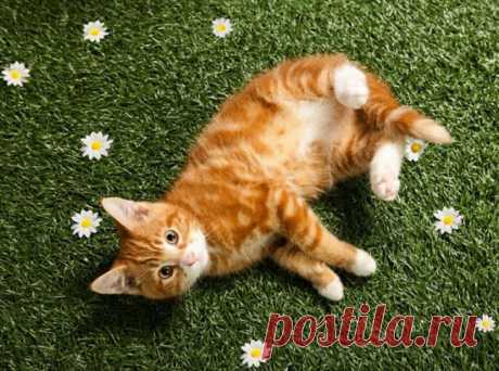 Мартовские коты - как справиться с инстинктом размножения у кошек и котов