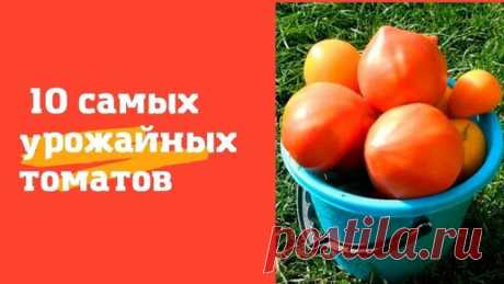 «По ведру с куста»: 10 самых урожайных и вкусных томатов, которые я сажаю из года в год на участке | Эксперт по огороду | Дзен