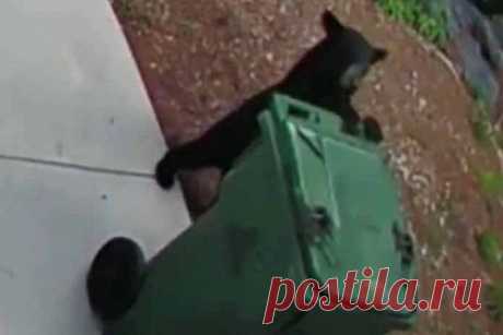 Медвежонок пробрался во двор мужчины и вынес мусор. В США детеныш черного медведя пробрался во двор мужчины и вынес его мусор. Медвежонок попал на видео, его засняли камеры видеонаблюдения. На кадрах видно, как в попытках найти еду он встает на задние лапы и, пятясь, тащит за собой мусорный бак. Ранее в тот день мужчина видел животное с матерью и другим медвежонком.