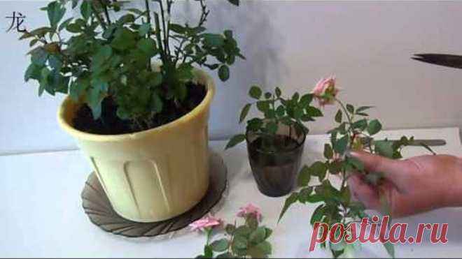 обрезка комнатной розы и размножение розы черенками