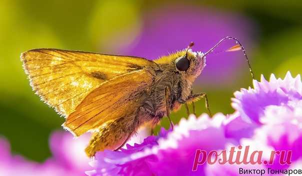 Нектар... 💛💖 📸 Виктор Гончаров 👁