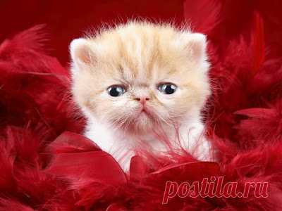 Cute&Cool Pets 4U: Very Cute Kittens Pictures