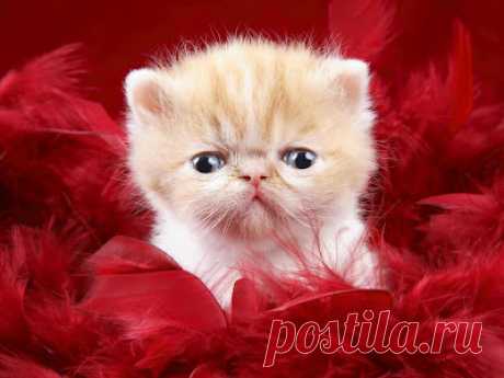 Cute&amp;Cool Pets 4U: Very Cute Kittens Pictures
