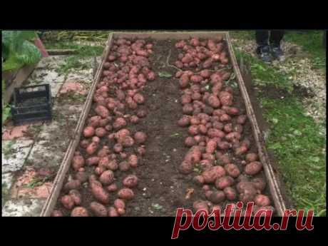 Выращивание картофеля в коробе под мульчёй