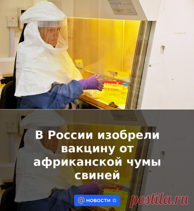 В России изобрели вакцину от африканской чумы свиней | 15 мая 2023 - Новости Mail.ru