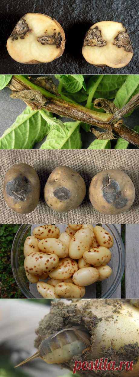 Распространенные болезни и вредители картофеля, эфективные методы борьбы