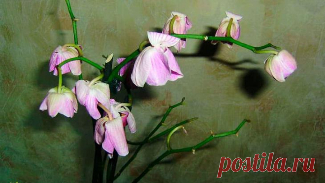 По каким причинам у орхидеи опадают цветы — как это исправить Причины
Бутончики орхидеи не просто так похожи на бабочек. Благодаря этой уникальной форме она подманивает к себе насекомых-опылителей. Ее цветение в зависимости от вида длится от 3 до 7 месяцев. Посл...