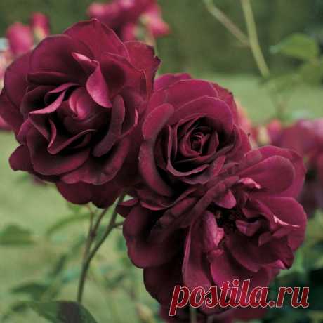 Можно плакать от печали, оттого что у розы есть шипы, 
но можно плакать и от радости, что на стеблях с шипами есть розы...

Януш Леон Вишневский.