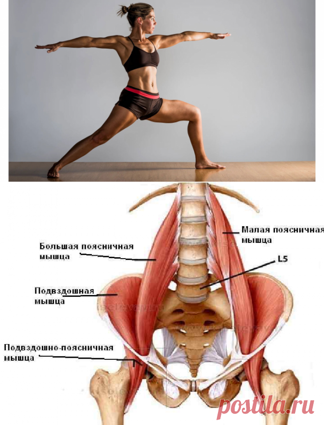 Анатомия йоги – Поясничная мышца (psoas). Что вам нужно знать о мышце души