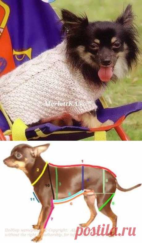 Одежда для животных - пуловер спицами в двух размерах + как правильно снимать мерки с животного