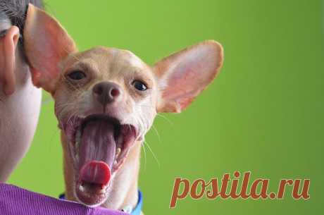 Бесплатная Фотография: Собака, Чиуауа, Домашнее Животное - Бесплатное изображение на Pixabay - 555067