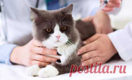 Диабет у кошки - причины и симптомы &amp;raquo; Женский Мир