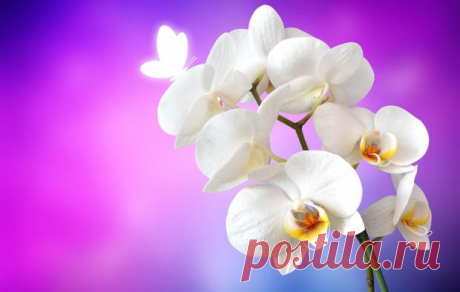 6 правил ухода за орхидеями: как заставить цвести капризный фаленопсис