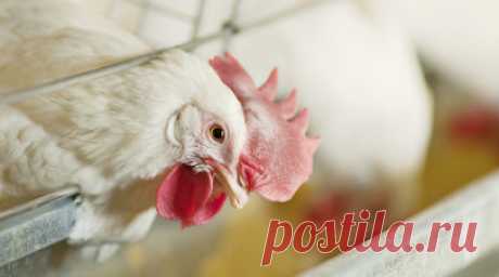 В Росптицесоюзе рассказали о новой гибридной породе домашней курицы. Президент Росптицесоюза Владимир Фисинин рассказал подробнее о новой гибридной породе домашних кур «Смена-9». Читать далее