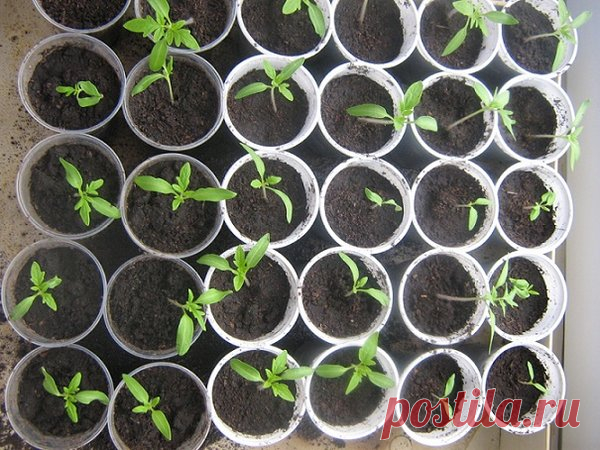 Чудесные секреты выращивания рассады помидор | Роскошная усадьба | Яндекс Дзен