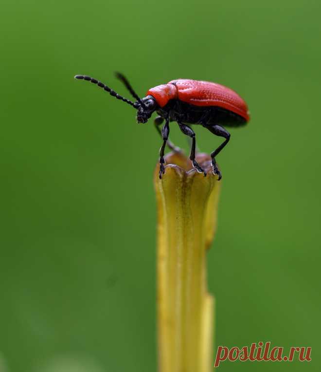 Scarlet Lily When I first saw this beetle I thought it was a leaf rolling beetle (Apoderus sp.). But when I looked closer, the head and neck proved me wrong. I found this little critter on a lily plant which  makes sense as this is a Scarlet Lily Beetle (Lilioceris lilii).  The beetle was very patient and still as I tried to capture a small sequence of shots during a windy day.  Size of beetle is 7mm. Focus stack of 10 images.