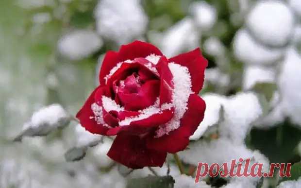 Осенний уход за розами: посадка, укрытие, обрезка - Цветочки - медиаплатформа МирТесен