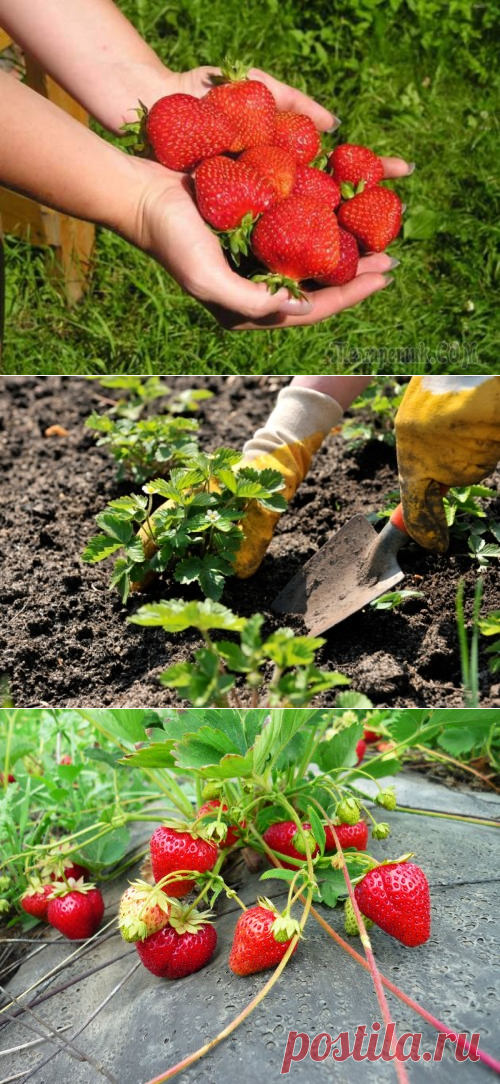 Посадка и выращивание клубники на садовом участке