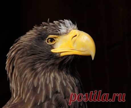 35PHOTO - Borsov Michail - Белоплечий орлан. Парадный портрет