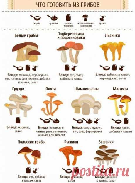 Секреты приготовления грибов: хитрости, о которых знают опытные хозяйки 

Сегодня мы вам расскажем о том, как нужно правильно выбирать грибы для определённых блюд - сушить, тушить и жарить. Ведь они очень давно считаются основным ингредиентом русской кухни.

Для приготовления зачастую используют лесные грибы или шампиньоны с вешенкой, которые можно купить на рынке. 

Белые грибы идеально подходят для приготовления бульонов, а вот подосиновики для этой цели точно не самый л...