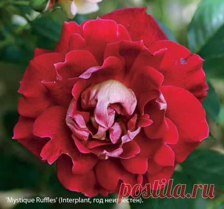 12 лучших двухцветных сортов роз для вашего сада на Supersadovnik.ru