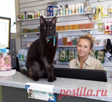 Vet Clinic Saves Cross-eyed Cat Abandoned on Doorstep, Cat Returns the Favor. - Love Meow