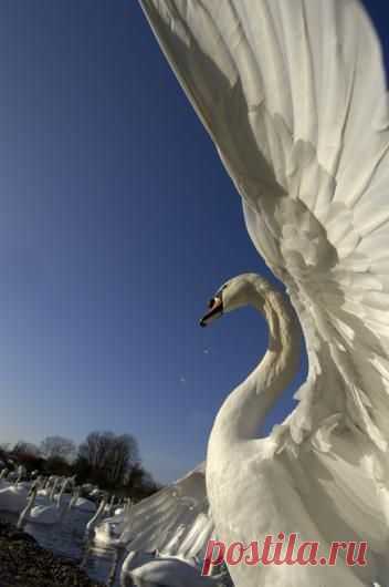 A mute swan stretches its wings in the warm | Sherri приколол(а) это к доске Swans