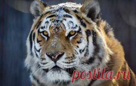 Планета Земля и Человек: Эксперт: отстрел кабанов в Приморье из-за АЧС в Китае может навредить амурским тиграм