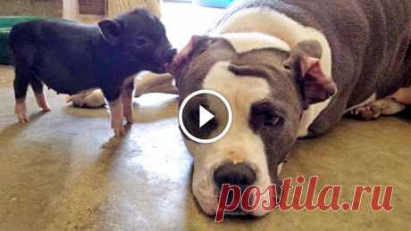 Cute Piglet Is Best Friends With Pit Bull Terrier Rescue Dog